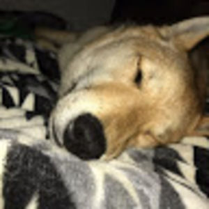 Meet your Posher, Torrey